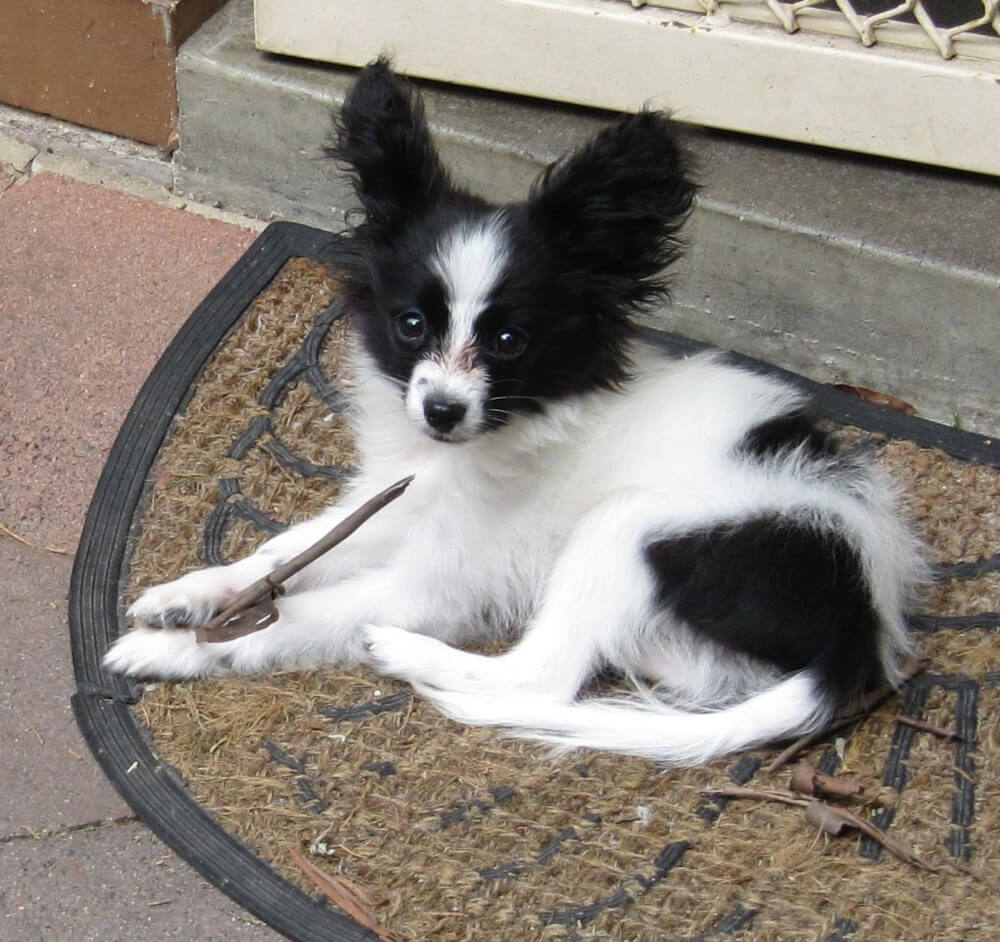 A small, white and black Papillon dog sitting peacefully and happily in a sunlit green garden.