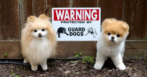 Two tiny, fluffy Pomeranian dogs stand beside a "Warning: Protected by Guard Dogs" sign, satirically representing the Victorian Ombudsman's failure to act as an effective watchdog.