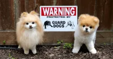 Two tiny, fluffy Pomeranian dogs stand beside a "Warning: Protected by Guard Dogs" sign, satirically representing the Victorian Ombudsman's failure to act as an effective watchdog.